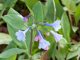Mertensia Blumensamen zur Aussaat – Landhaus Garten wichtig – Traditionssorte & ohne Gentechnik Samen Hausgarten