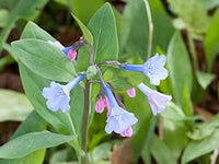 Mertensia Blumensamen zur Aussaat – Landhaus Garten wichtig – Traditionssorte & ohne Gentechnik Samen Hausgarten