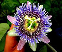 Gelb Violett Passion Blumensamen zur Aussaat kompakt Wuchs Traditionssorte & ohne Gentechnik Samen Hausgarten