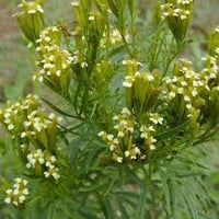 Huacatay Blumensamen zur Aussaat – kompakt Wuchs – Traditionssorte & ohne Gentechnik Samen Hausgarten