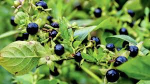 Schwarz Belladonna Blumensamen zur Aussaat – Wildblume Mischung – Traditionssorte & ohne Gentechnik Samen Hausgarten