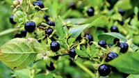 Schwarz Belladonna Blumensamen zur Aussaat – Wildblume Mischung – Traditionssorte & ohne Gentechnik Samen Hausgarten