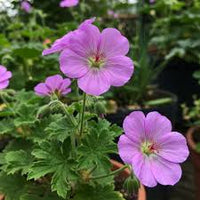 Lila Geranie Blumensamen zur Aussaat – hochwertige Qualitäts- – Traditionssorte & ohne Gentechnik Samen Hausgarten