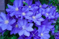Blau Waldrebe Blumensamen zur Aussaat – Schnitt Blume beliebt – Traditionssorte & ohne Gentechnik Samen Hausgarten