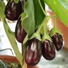 Eggplant Gemüsesamen for Successful Planting