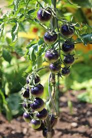 Blau Tomate Gemüsesamen for Garden Planting
