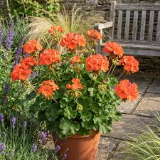 Orange Geranie Blume Garten Samen Blumensamen zur Aussaat – sonnenliebend – Traditionssorte & ohne Gentechnik Samen Hausgarten