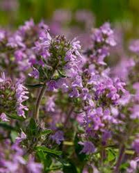 Grün Thymus Serpyllum Blumensamen zur Aussaat – saisonal Dauerblüher – Traditionssorte & ohne Gentechnik Samen Hausgarten
