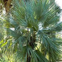 Grün Nannorrhops Ritchiana Blumensamen zur Aussaat – Halbschatten verträglich – Traditionssorte & ohne Gentechnik Samen Hausgarten