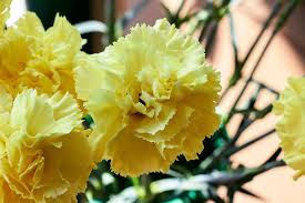 hell Gelb Nelke Blumensamen zur Aussaat Schnitt Blume beliebt Traditionssorte & ohne Gentechnik Samen Hausgarten