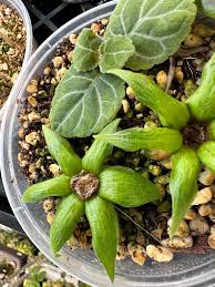 Grün Gloxinie Blumensamen Landhaus Garten wichtig Traditionssorte ohne Gentechnik biologisch Garten Samen zur Aussaat