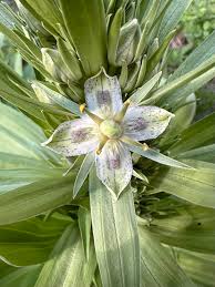 Grün Gentian Blumensamen zur Aussaat leuchtend Traditionssorte & ohne Gentechnik Samen Hausgarten