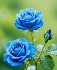 tief Blau Rose Blumensamen zur Aussaat leuchtend Traditionssorte & ohne Gentechnik Samen Hausgarten