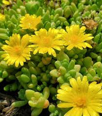 Gelb Delosperma Nubigenum or Ice Pflanze Blumensamen zur Aussaat – Landhaus Garten wichtig – Traditionssorte & ohne Gentechnik Samen Hausgarten