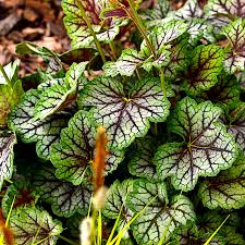 dunkel Grün Heuchera Samen Blumensamen zur Aussaat farbenfroh Schau Traditionssorte & ohne Gentechnik Samen Hausgarten