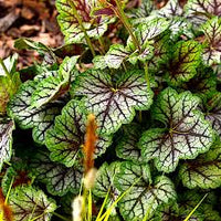 dunkel Grün Heuchera Samen Blumensamen zur Aussaat farbenfroh Schau Traditionssorte & ohne Gentechnik Samen Hausgarten
