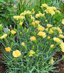 Gelb Nelke Blumensamen zur Aussaat Anzucht Traditionssorte & ohne Gentechnik Samen Hausgarten