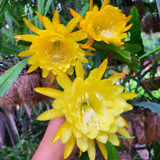Gelb Epiphyllum Blumensamen zur Aussaat leuchtend Blüten Traditionssorte & ohne Gentechnik Samen Hausgarten