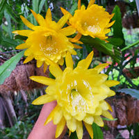 Gelb Epiphyllum Blumensamen zur Aussaat leuchtend Blüten Traditionssorte & ohne Gentechnik Samen Hausgarten