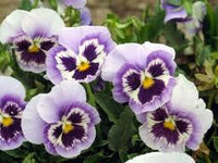 Weiß Violett Stiefmütterchen Blumensamen zur Aussaat – Traditionssorte ohne Gentechnik biologisch Garten Samen Keimung