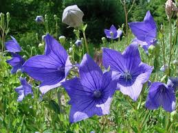 Violett Grandiflorus Blumensamen zur Aussaat – Halbschatten verträglich – Traditionssorte & ohne Gentechnik Samen Hausgarten