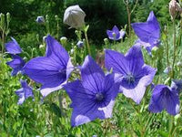 Violett Grandiflorus Blumensamen zur Aussaat – Halbschatten verträglich – Traditionssorte & ohne Gentechnik Samen Hausgarten