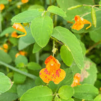Orange Weiß Springkraut Blumensamen zur Aussaat – Traditionssorte ohne Gentechnik biologisch Garten Samen Keimung