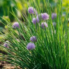 Chive Samen for für den Hausgarten