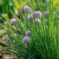 Chive Samen for für den Hausgarten