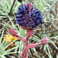 Lila Puya Venusta Blumensamen zur Aussaat – Halbschatten verträglich – Traditionssorte & ohne Gentechnik Samen Hausgarten