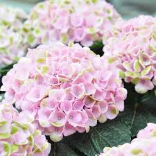 Weiß Rosa Hortensie Samen Blumensamen zur Aussaat – sonnenliebend – Traditionssorte & ohne Gentechnik Samen Hausgarten
