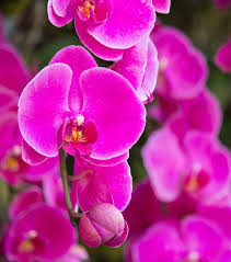 dunkel Rosa Schmetterlingsorchidee Orchidee Blumensamen Blumensamen zur Aussaat Anzucht Traditionssorte & ohne Gentechnik Samen Hausgarten