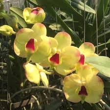tief Gelb Schmetterlingsorchidee Orchidee Samen Blumensamen zur Aussaat pflegeleicht Traditionssorte & ohne Gentechnik Samen Hausgarten