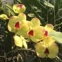 tief Gelb Schmetterlingsorchidee Orchidee Samen Blumensamen zur Aussaat pflegeleicht Traditionssorte & ohne Gentechnik Samen Hausgarten