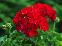 Rot Geranie Flores Blumensamen zur Aussaat robust Sorte Traditionssorte & ohne Gentechnik Samen Hausgarten