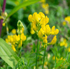 hell Gelb Wicke Blumensamen zur Aussaat – Traditionssorte ohne Gentechnik Keimung biologisch Garten Samen Landhaus Garten Blüten