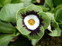 Grün Halbschatten Auricula Blumensamen zur Aussaat – Halbschatten verträglich – Traditionssorte & ohne Gentechnik Samen Hausgarten