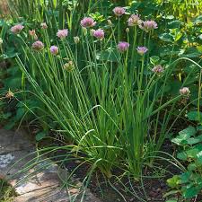 Chive Samen for für den Hausgarten