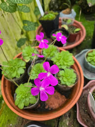 Butterwort Blumensamen zur Aussaat – Bestäuber freundlich – Traditionssorte & ohne Gentechnik Samen Hausgarten