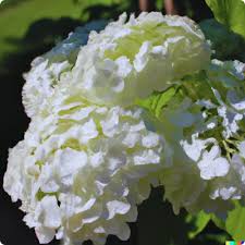 Hortensie Blumensamen zur Aussaat – hochwertige Qualitäts- – Traditionssorte & ohne Gentechnik Samen Hausgarten