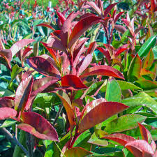 Rot Tip Photinia Blumensamen zur Aussaat – leuchtend Blüten – Traditionssorte & ohne Gentechnik Samen Hausgarten