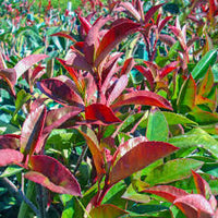Rot Tip Photinia Blumensamen zur Aussaat – leuchtend Blüten – Traditionssorte & ohne Gentechnik Samen Hausgarten