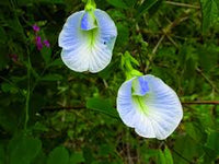 hell Blau Nezabudka Blumensamen zur Aussaat leuchtend Blüten Traditionssorte & ohne Gentechnik Samen Hausgarten