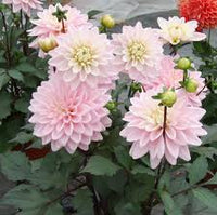 Rosa Pompon Dahlie Blumensamen zur Aussaat – Landhaus Garten wichtig – Traditionssorte & ohne Gentechnik Samen Hausgarten