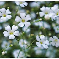 Gypsophila Blumensamen Schleierkraut
