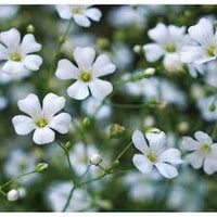 Gypsophila Blumensamen Schleierkraut