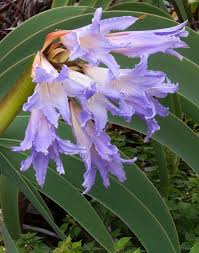 Lavendel Ritterstern Blumensamen zur Aussaat Garten beliebt Traditionssorte & ohne Gentechnik Samen Hausgarten