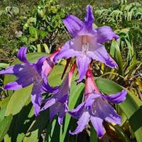 Lavendel Ritterstern Blumensamen zur Aussaat Garten beliebt Traditionssorte & ohne Gentechnik Samen Hausgarten