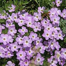Lavendel Linanthus Blumensamen zur Aussaat – leuchtend – Traditionssorte & ohne Gentechnik Samen Hausgarten