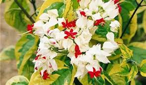 Clerodendrum Thomsonae Blumensamen zur Aussaat – farbenfroh Schau – Traditionssorte & ohne Gentechnik Samen Hausgarten